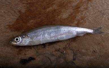 Smelt fish on cutting board