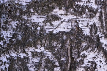 Black and white birch bark.