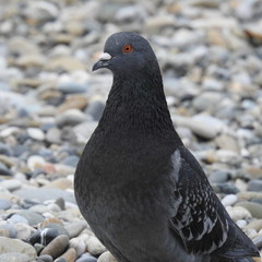 pigeon