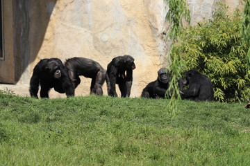 Chimpanzee Family playing together in zoo in leipzig in germany.