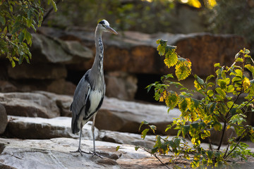 Great blue heron