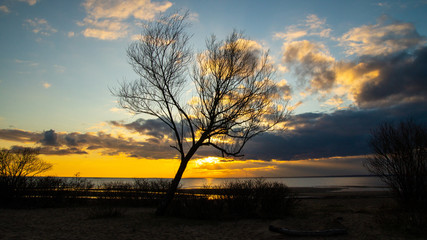 Sunset on the sandy beach, trees, beach, dramatic clouds.