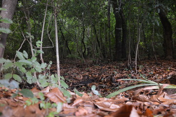 Otoño en El Garajonay - La Gomera 