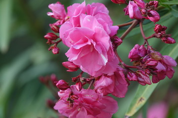 Floribunda rosa, flores modernas de jardín