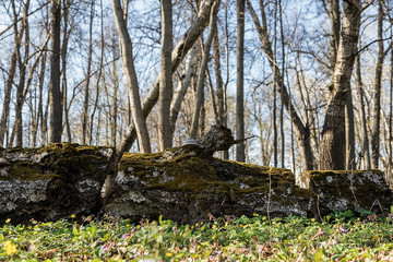 An old fallen tree in a clearing in the forest. Tree bark covered with moss. The meadow is covered with spring flowers.