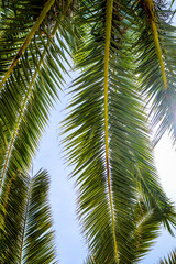 Fototapeta na wymiar Green leaves of palm tree against blue sky, bottom view close up.