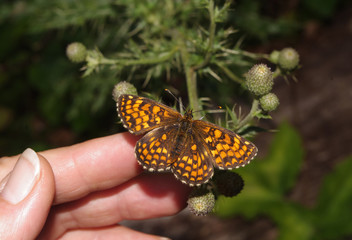 Papillon orange