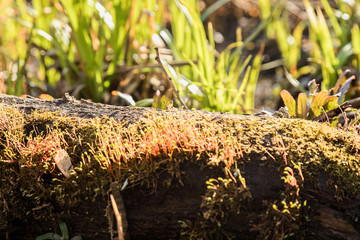 An old snag overgrown with moss, lies in the swamp. Moss blooms. Arrival of spring. Green shoot. Rotten wood. Overgrown pond.