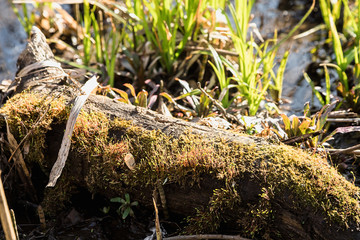 An old snag overgrown with moss, lies in the swamp. Moss blooms. Arrival of spring. Green shoot. Rotten wood. Overgrown pond.