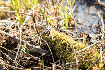 An old snag overgrown with moss, lies in the swamp. Moss blooms. Arrival of spring. Green shoot. Rotten wood. Overgrown pond.