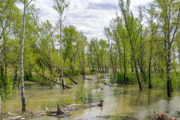 Fototapeta na wymiar Spring flood. River overflowed and tumbled down trees