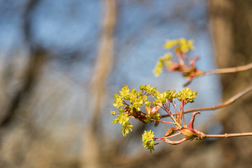 Photo of spring nature. Young leaves bloom from the buds. Spring colors. Macro photography of nature.