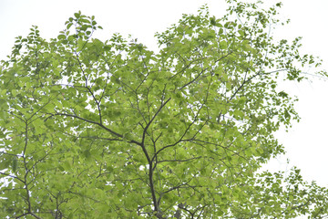 spring time tree on the forest 