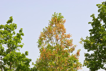 spring time tree or Sal tree and flower 