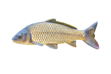 Common carp of Guadiana River, Spain