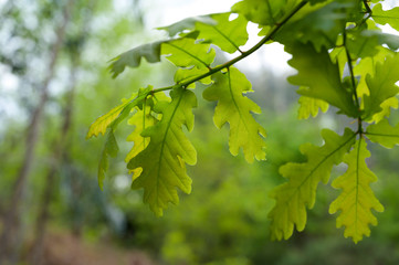 Green oak leaves. Smooth background.
