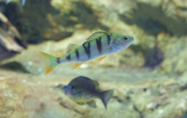 Fototapeta premium Perca fluviatilis, commonly known as common perch or European perch