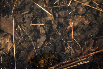 Fallen leaves in the water. Old rotten leaves in late autumn. Autumn mood. Brown and orange tones. Lake in autumn Park.