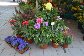 Blue, yellow and pink decorative garden flowers in grey metallic pots displayed for sale at a street market, lavender, geraniums or pelargonium plants, cosmos and others
