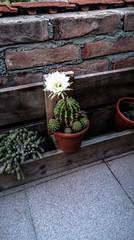 flourished cactus