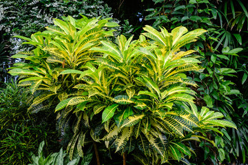 Minimalist monochrome textured natural background of many green and yellow leaves of Codiaeum variegatum plant, commonly known as fire or variegated croton, in a sunny spring garden 