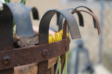 Verrosteter Kübel mit gelbem Blumen