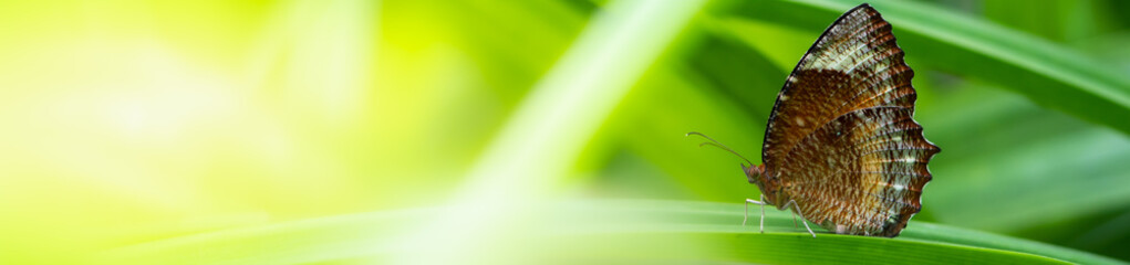 Nature of butterfly and flower in garden using as background butterflies day cover page or banner template brochure landing page wallpaper design