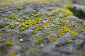 green moss on stone
