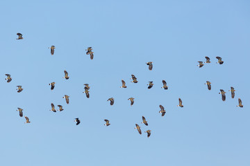 flock of many pewits (vanellus vanellus) in flight in blue sky