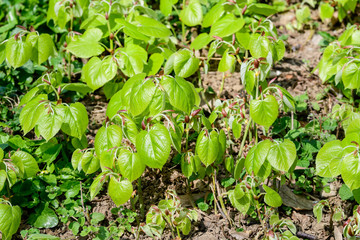 Small linden green leaves on tree branches in a garden in a sunny spring day, beautiful outdoor floral background photographed with soft focus
