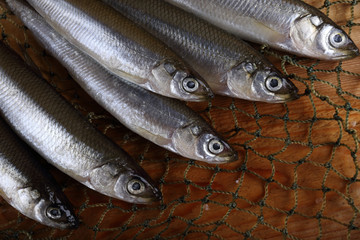 Smelt fishes on net. Pacific smelt fish variety