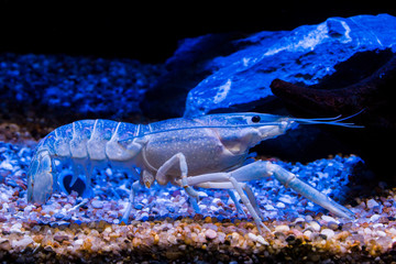 The blue crayfish (Procambarus alleni), is a species of freshwater crayfish endemic to Florida in the United States.
It is listed as a species of Least Concern. 