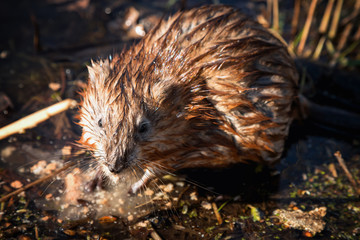 A wet muskrat sits on the shore of the lake and eats. Wet fur. Wildlife. Funny face.