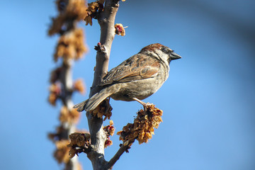 Wróbel - The house sparrow (Passer domesticus)
