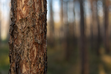 tree trunk in the forest