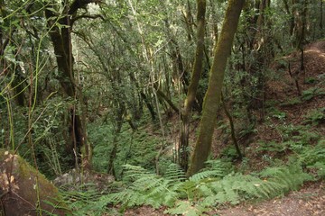 Naturaleza de Garajonay - La Gomera