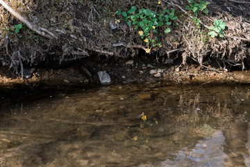 Colored Easter eggs on a light wooden table. Chicken eggs are painted for the Easter holiday.