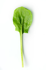 spinach leaf on white