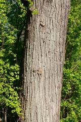 Baumstamm, grüne Pflanzen als Hintergrund, Frühling, Deutschland, Europa