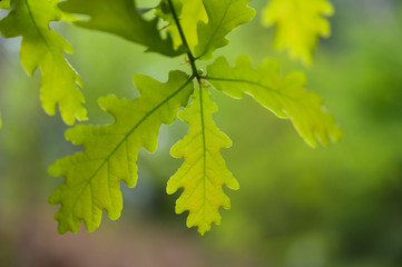 Green oak leaves. Smooth background.