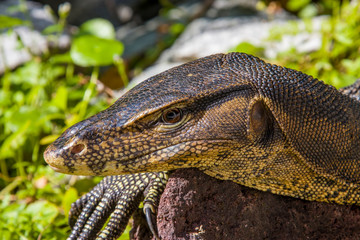 an Asian water monitor(Varanus salvator) is doing sun bath in Sungei Buloh Wetland Reserve Singapore.
It is a large varanid lizard native to South and Southeast Asia.
