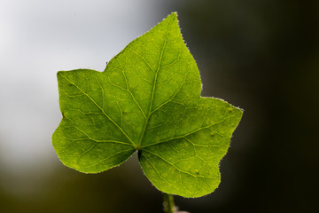 close up of green ivy leaf