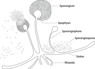 Structure of Rhizopus under microscope