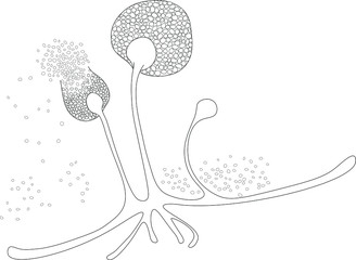 Structure of Rhizopus under microscope