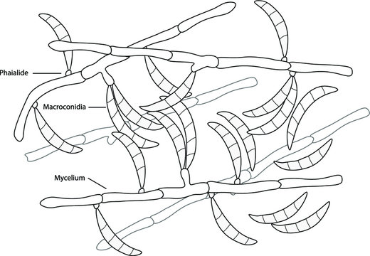 Structure of Fusarium