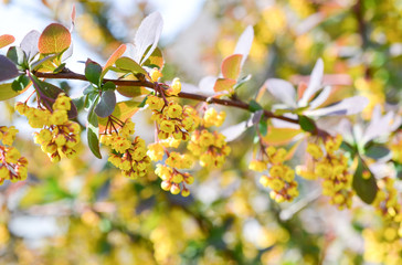 Barberry branch in flower in the garden, beautiful bright yellow flowers on a Sunny day