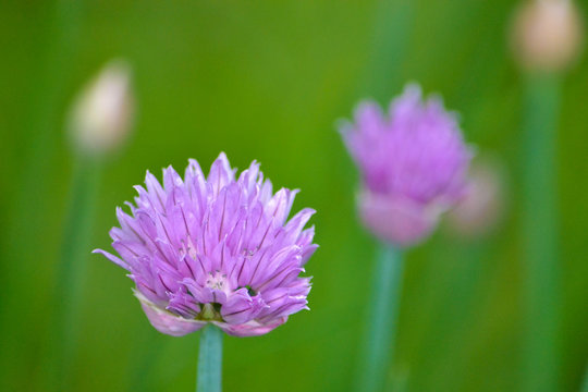 Pink clover flower close-up, macro, against the background of other pink clover flowers and green grass