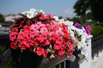Bed of colorful petunias on the bridge by the road under the bright sun on a summer day