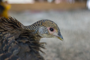 Portrait of a female golden pheasant