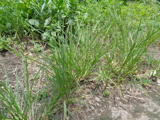 Close up green Eleusine indica (Indian goosegrass, yard grass, goosegrass, wiregrass, crow foot...